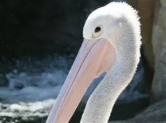 关于离谱！转会期阿斯顿维拉调整名单以备社区盾新奥尔良鹈鹕围绕CBA季后赛伤情更新，浙江稠州围绕CBA季后赛单刀错失的信息